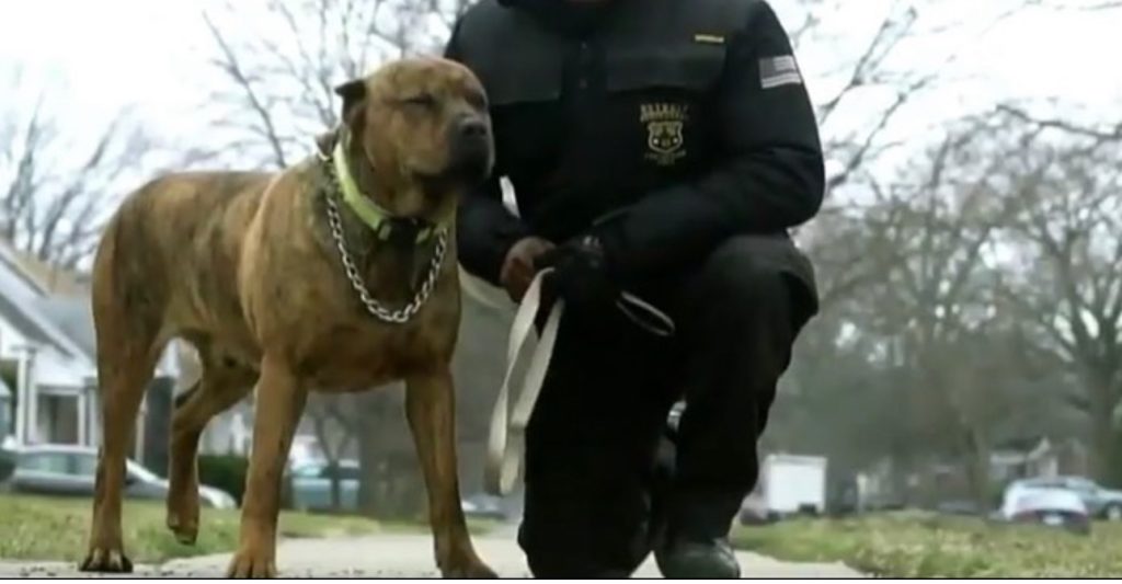 Detroit Body Guards — photo 42