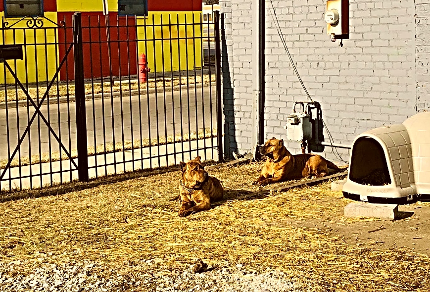 Detroit Body Guards — photo 47